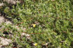 Aspalathus retroflexa retroflexa