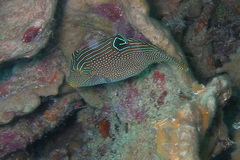 Canthigaster papua