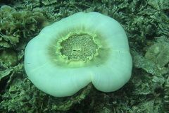 Amplexidiscus fenestrafer