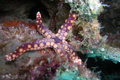 Fromia heffernani