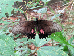 Heraclides torquatus