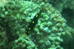 Bodianus mesothorax