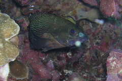 Epinephelus ongus