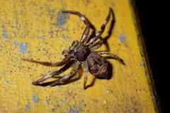 Strigoplus guizhouensis