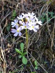 Primula denticulata