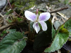 Viola canescens