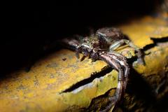 Strigoplus guizhouensis