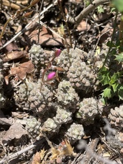 Anacampseros subnuda subnuda