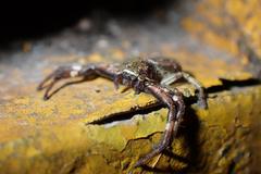 Strigoplus guizhouensis