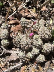 Anacampseros subnuda subnuda