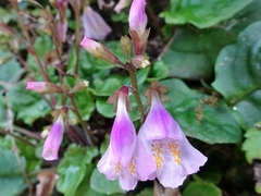 Mazus dentatus