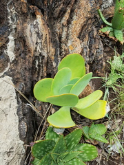 Kalanchoe thyrsiflora