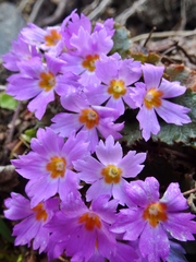 Primula boothii