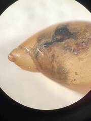 Oxyloma elegans