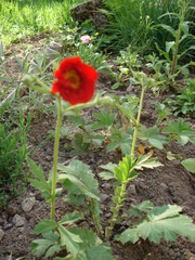 Geum quellyon