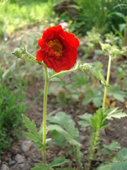Geum quellyon