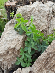 Trochomeria macrocarpa