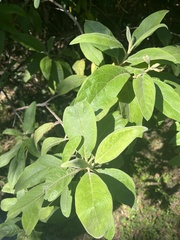 Pluchea carolinensis