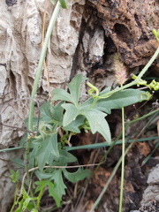 Trochomeria macrocarpa