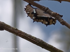 Phalanta phalantha phalantha