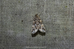 Elophila melagynalis