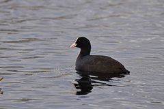 Fulica atra