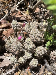 Anacampseros subnuda subnuda