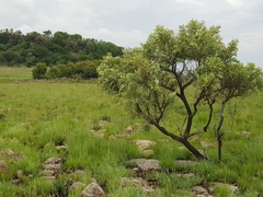 Ozoroa paniculosa