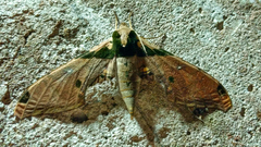 Adhemarius eurysthenes