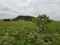 Ozoroa paniculosa
