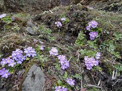 Primula gracilipes