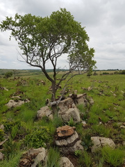 Ozoroa paniculosa