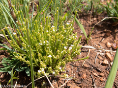 Thesium transvaalense