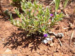 Polygala gerrardii