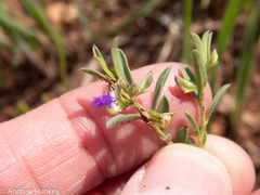 Polygala gerrardii