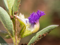 Polygala gerrardii
