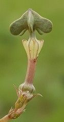 Ceropegia rendallii