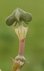 Ceropegia rendallii