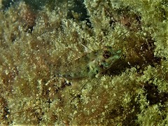 Helcogramma decurrens