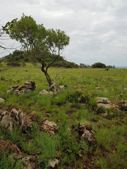 Ozoroa paniculosa