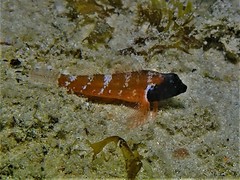 Enneapterygius larsonae