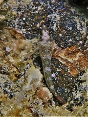 Helcogramma decurrens