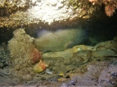 Acanthistius serratus