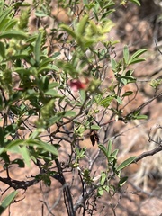 Indigofera subulata