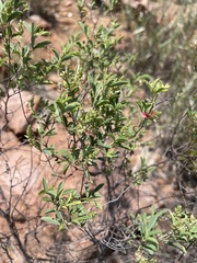 Indigofera subulata