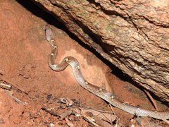 Lycodon anamallensis