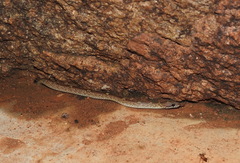 Lycodon anamallensis