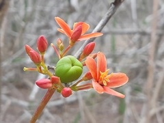 Jatropha nudicaulis