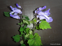 Plectranthus saccatus