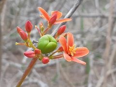 Jatropha nudicaulis